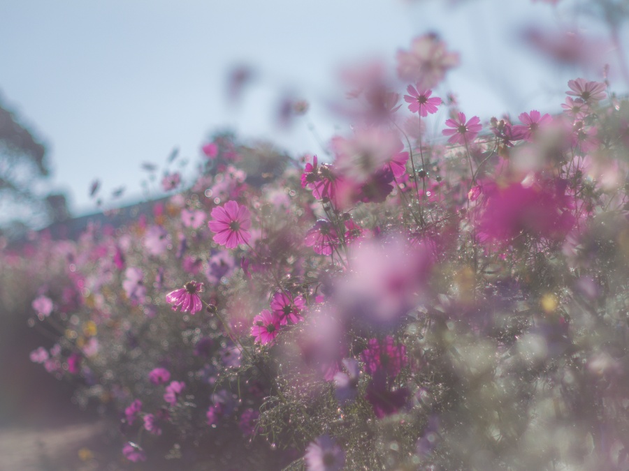 鹿児島市都市農業センターのコスモス畑とその魅力について