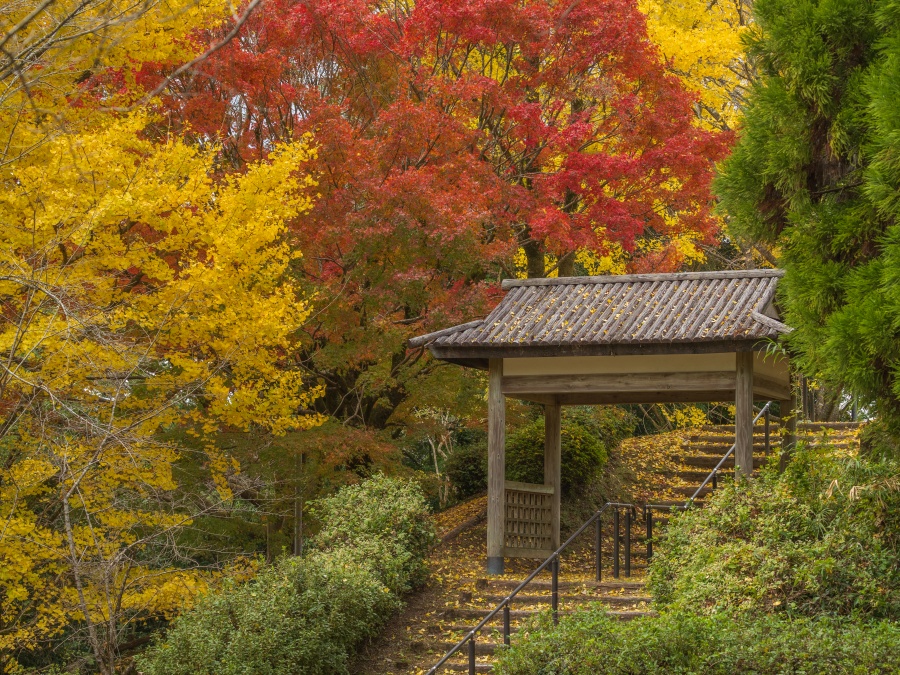 蒲生城跡(城山公園)の紅葉2025