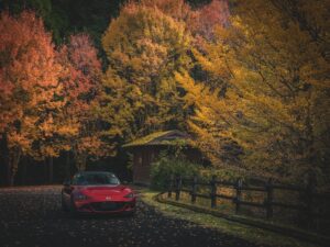 鹿児島県県民の森の紅葉2025