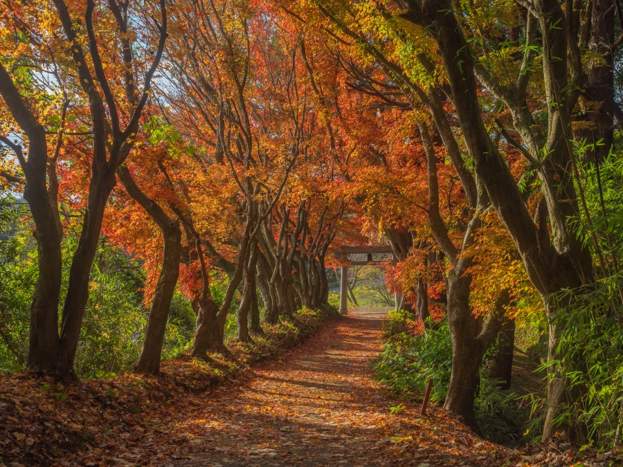 日置市吹上町にある妙見神社の紅葉のトンネル2025
