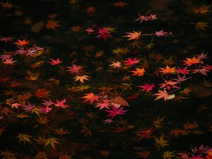 いちき串木野市冠岳花川砂防公園の紅葉2025