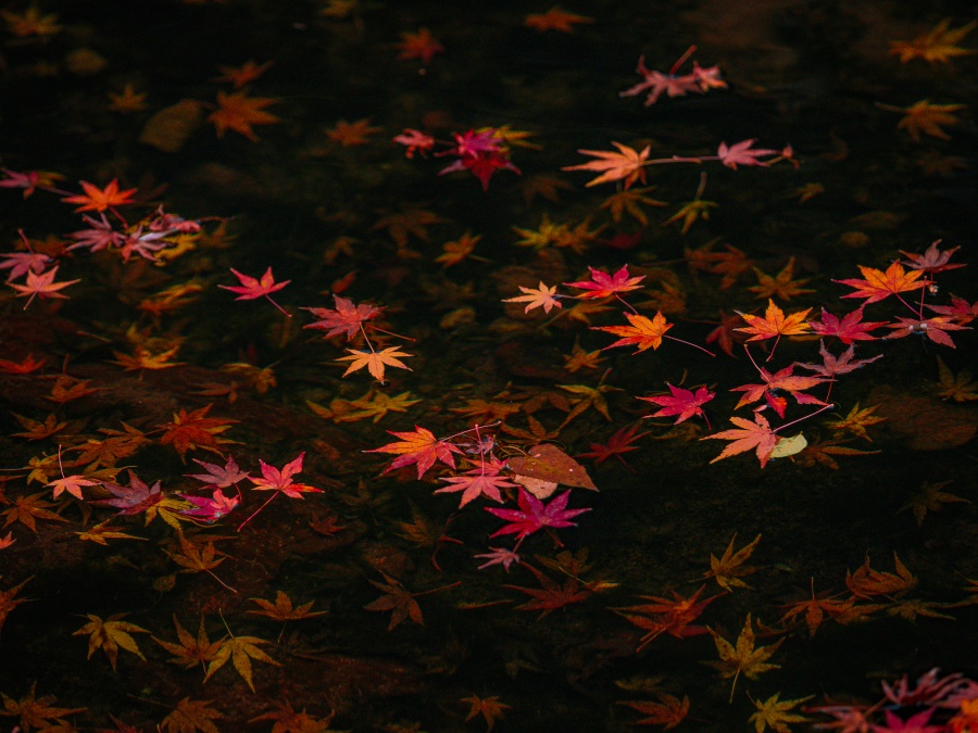 いちき串木野市冠岳花川砂防公園の紅葉2025