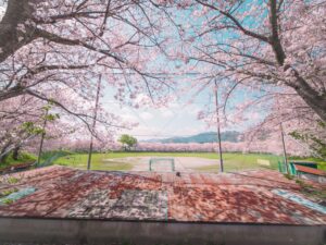 鹿児島国際大学の桜は美しいけどマナーにはご注意を