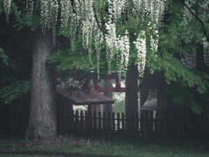 雨の日でも楽しめる！霧島市にある和気公園の藤まつり