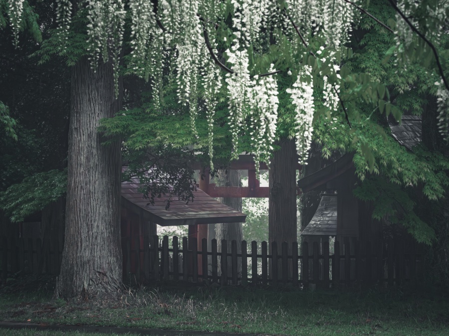 雨の日でも楽しめる！霧島市にある和気公園の藤まつり