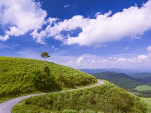 湧水町の山奥にある一本の木
